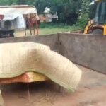 Wife dies after domestic dispute in Godda; allegation of strangulation; husband in custody.