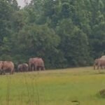 Elephant menace in Bokaro