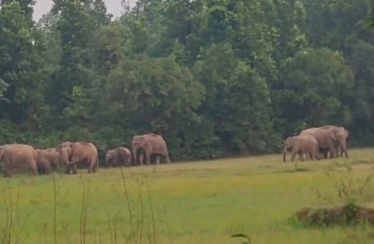 Elephant menace in Bokaro