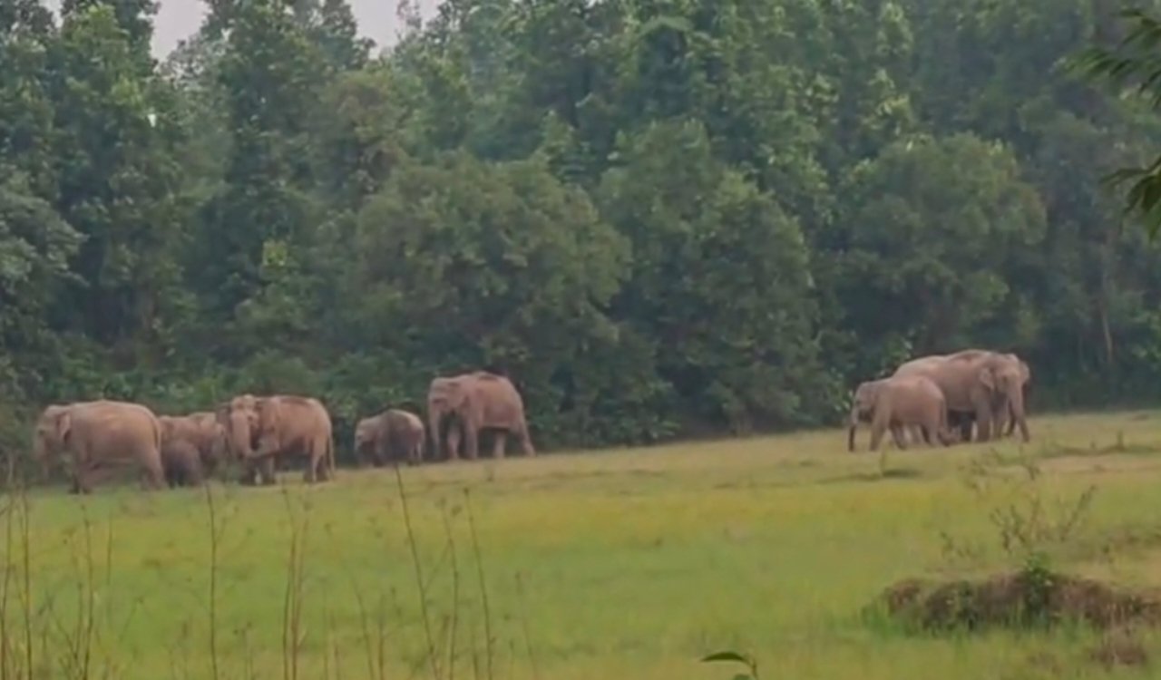 Elephant menace in Bokaro