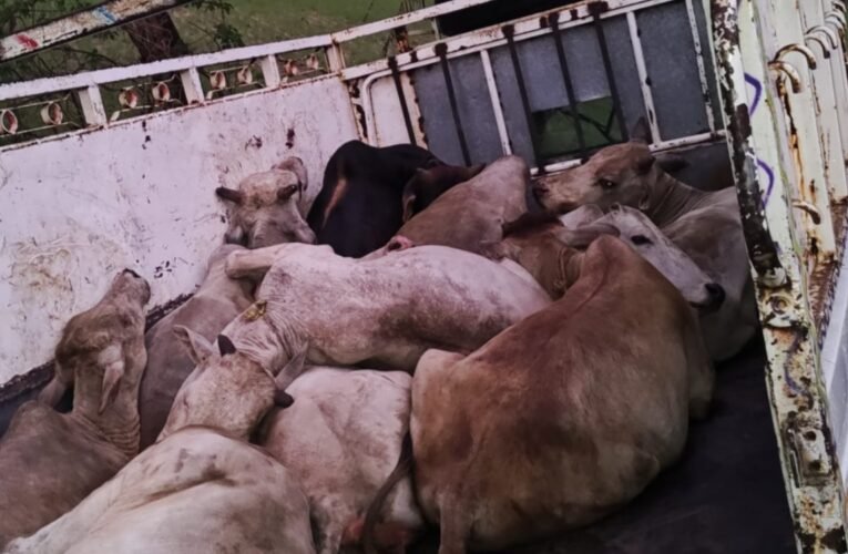 Police intercept pickup truck loaded with 12 head of cattle meant for illegal slaughter; investigation into smuggling network launched.