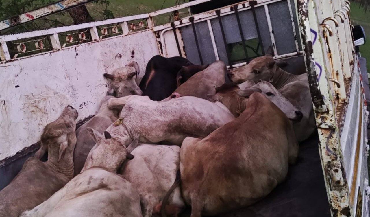Police intercept pickup truck loaded with 12 head of cattle meant for illegal slaughter; investigation into smuggling network launched.