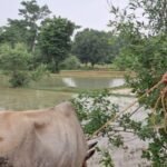 Youths rescue an ox trapped in the swift currents of the Shankh River; the daring rescue is being praised by all.