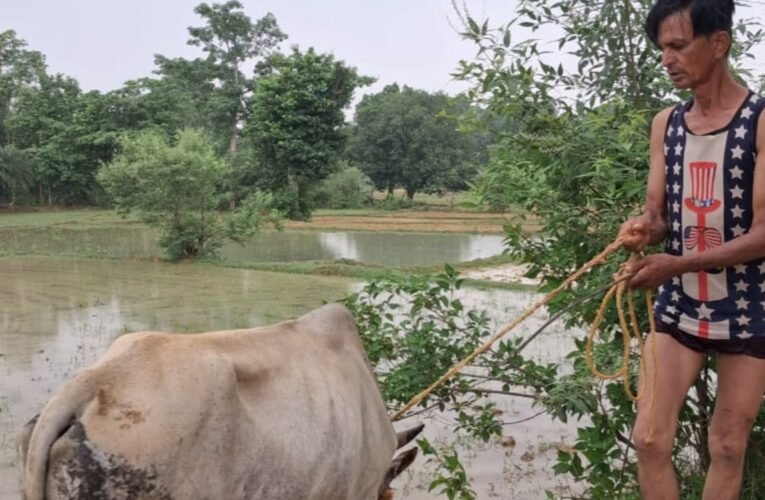 Youths rescue an ox trapped in the swift currents of the Shankh River; the daring rescue is being praised by all.