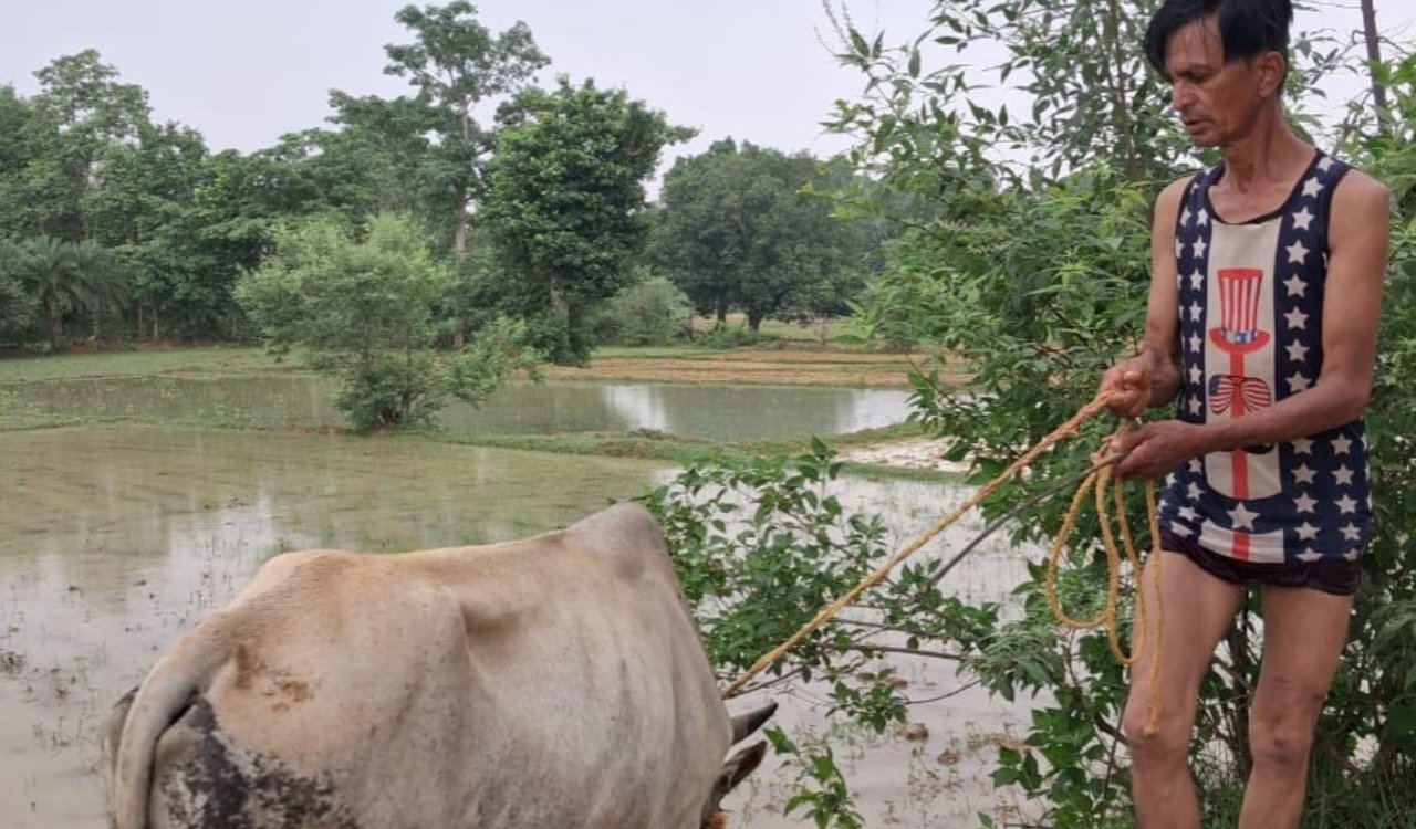 Youths rescue an ox trapped in the swift currents of the Shankh River; the daring rescue is being praised by all.