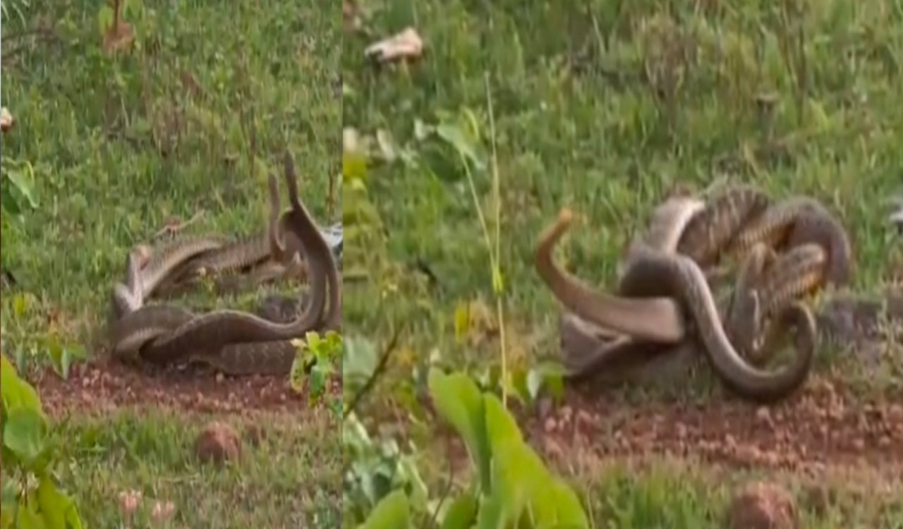 'Mating' spectacle of massive snakes spotted in Hiranpur.