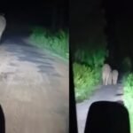 A herd of 30 elephants entered a residential area in Gomia.