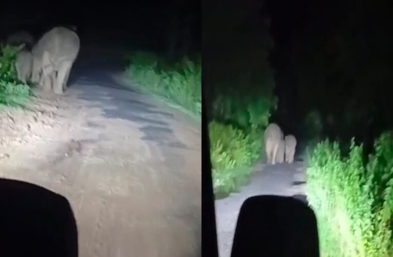 A herd of 30 elephants entered a residential area in Gomia.