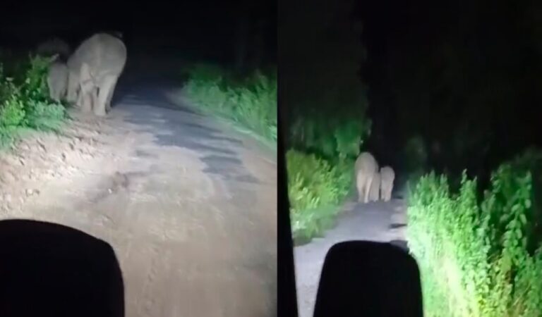 गोमिया में 30 हाथियों का झुंड रिहायशी इलाके में घुसा, QRT टीम की तत्परता से टला बड़ा हादसा