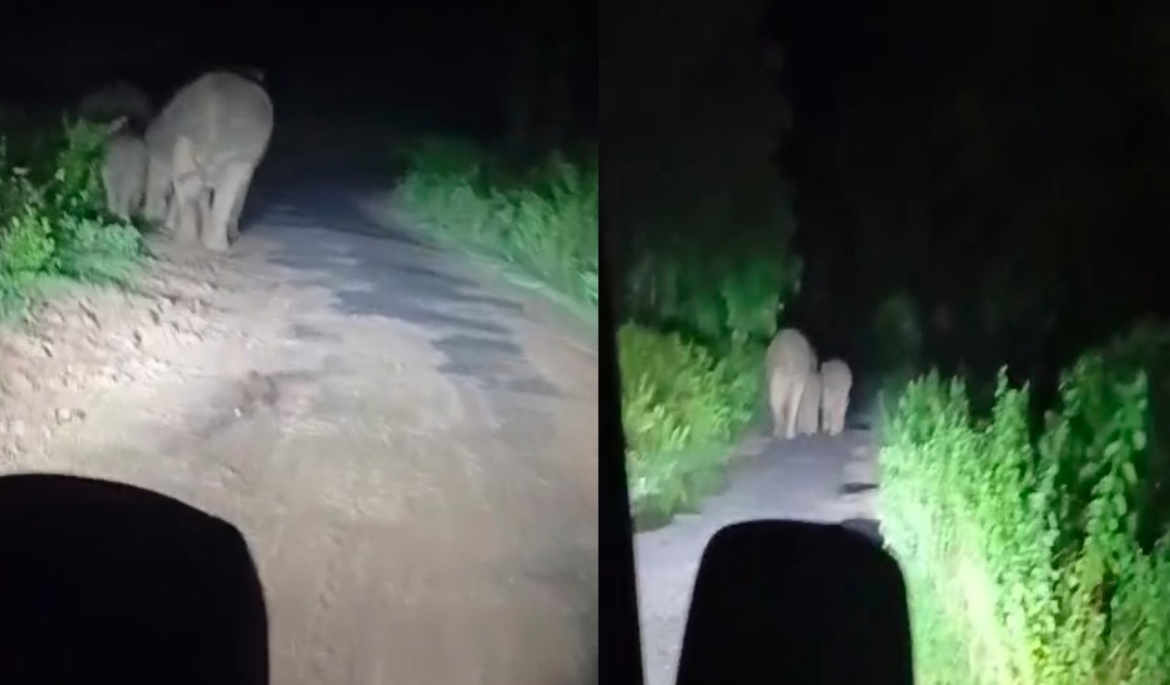 A herd of 30 elephants entered a residential area in Gomia.