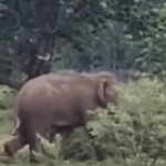Elephant separated from its herd wreaks havoc in Simdega; house demolished; panic at Joram Grid and on NH-143.