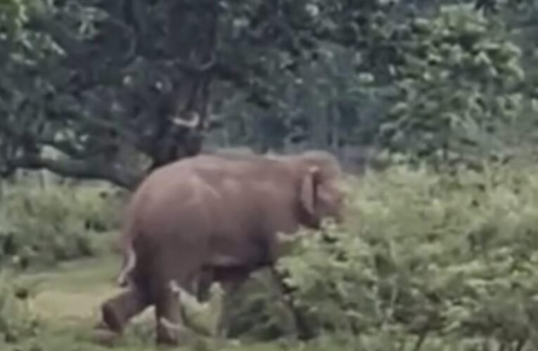Elephant separated from its herd wreaks havoc in Simdega; house demolished; panic at Joram Grid and on NH-143.
