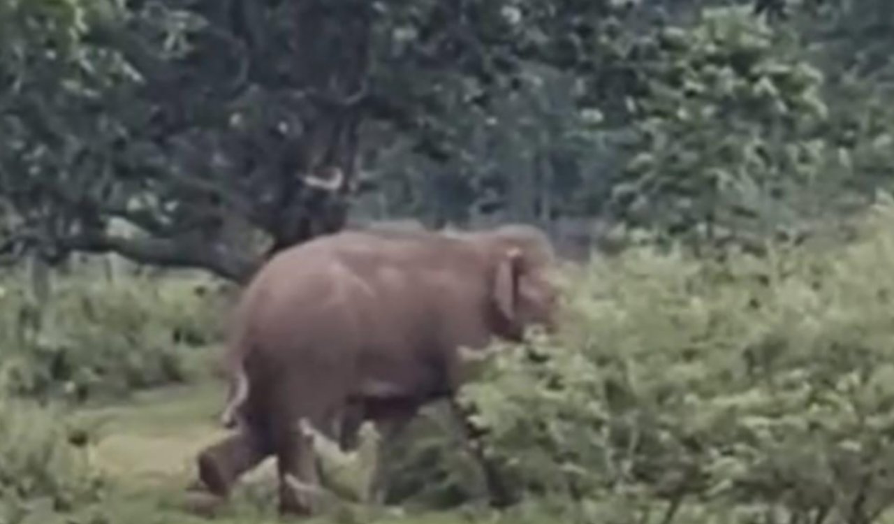 Elephant separated from its herd wreaks havoc in Simdega; house demolished; panic at Joram Grid and on NH-143.