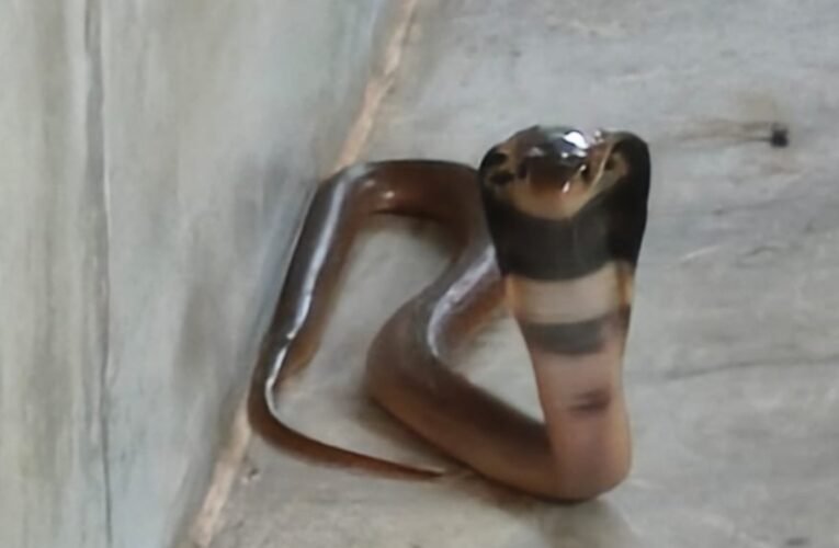 Panic ensued after a cobra entered the Hanuman temple; villagers safely rescued it and released it into the forest.