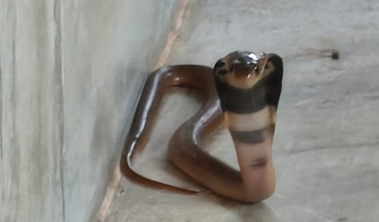 Panic ensued after a cobra entered the Hanuman temple; villagers safely rescued it and released it into the forest.