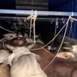 Major action by Dhanbad Police: 45 live and 6 dead cattle recovered from a container on NH-19.