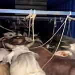 धनबाद पुलिस की बड़ी कार्रवाई: एनएच-19 पर कंटेनर से 45 जिंदा और 6 मृत गौवंश बरामद, दो गिरफ्तार Major action by Dhanbad Police: 45 live and 6 dead cattle recovered from a container on NH-19.
