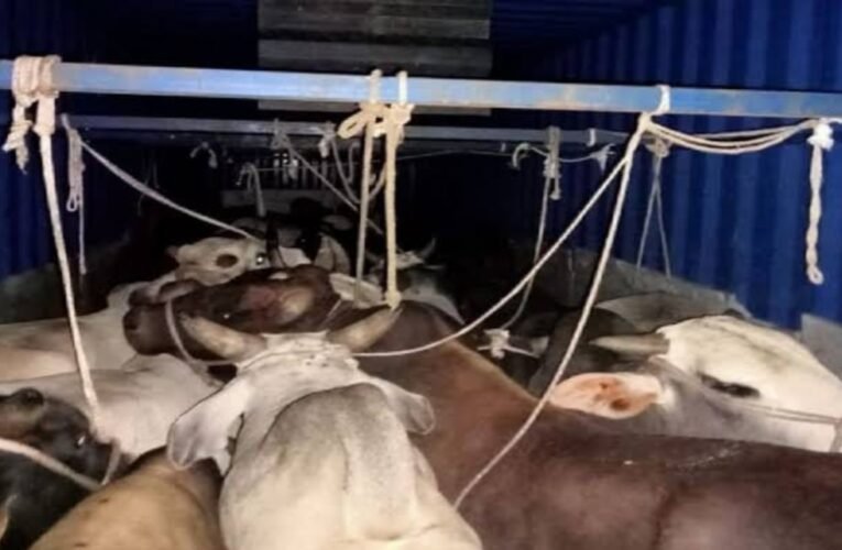धनबाद पुलिस की बड़ी कार्रवाई: एनएच-19 पर कंटेनर से 45 जिंदा और 6 मृत गौवंश बरामद, दो गिरफ्तार