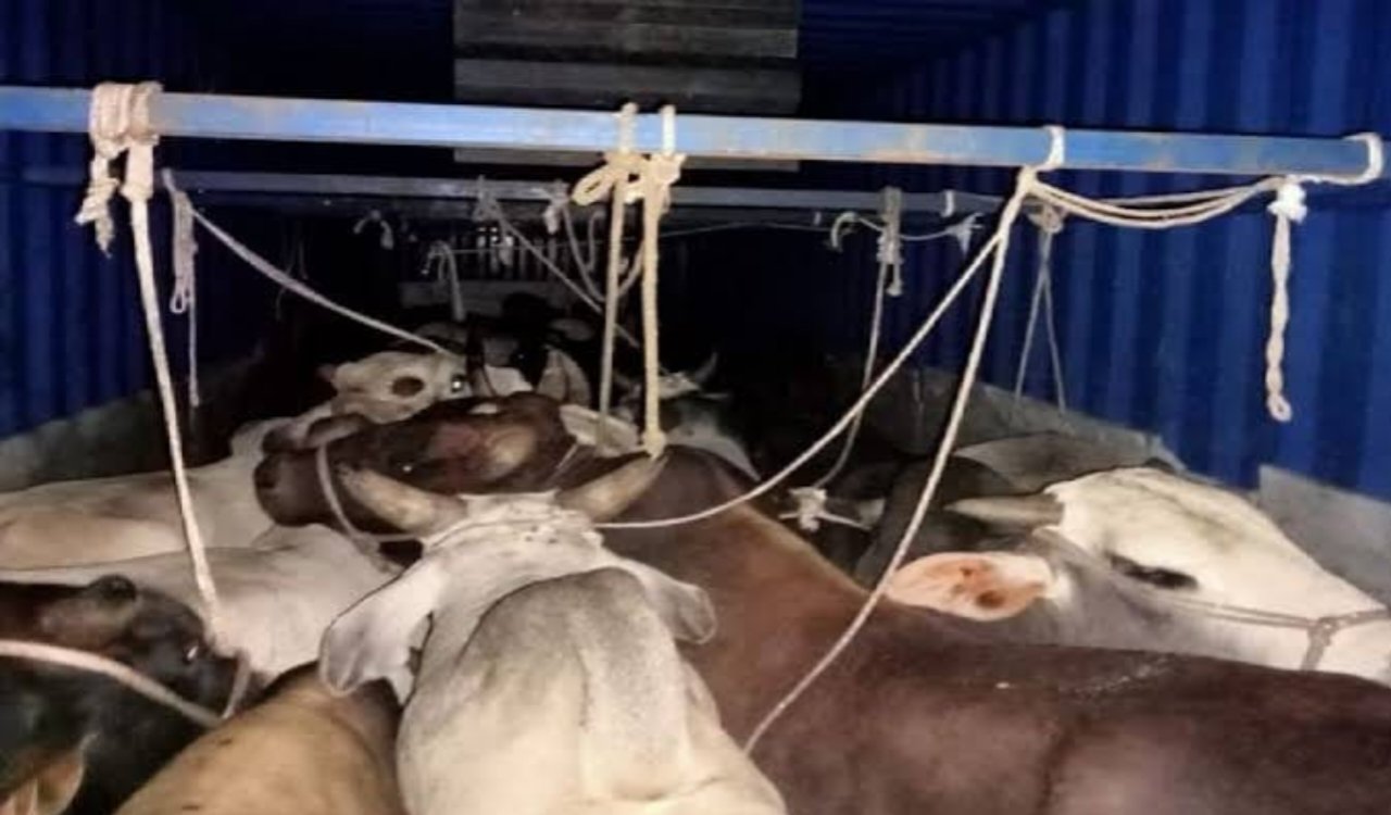 Major action by Dhanbad Police: 45 live and 6 dead cattle recovered from a container on NH-19.
