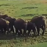 Wild elephants from the Baghaltava forest wreaked havoc, destroying the crops of several farmers.