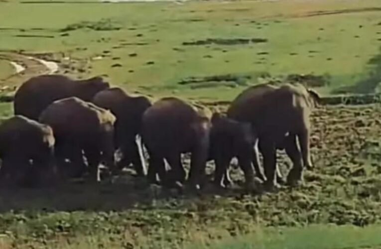 Wild elephants from the Baghaltava forest wreaked havoc, destroying the crops of several farmers.