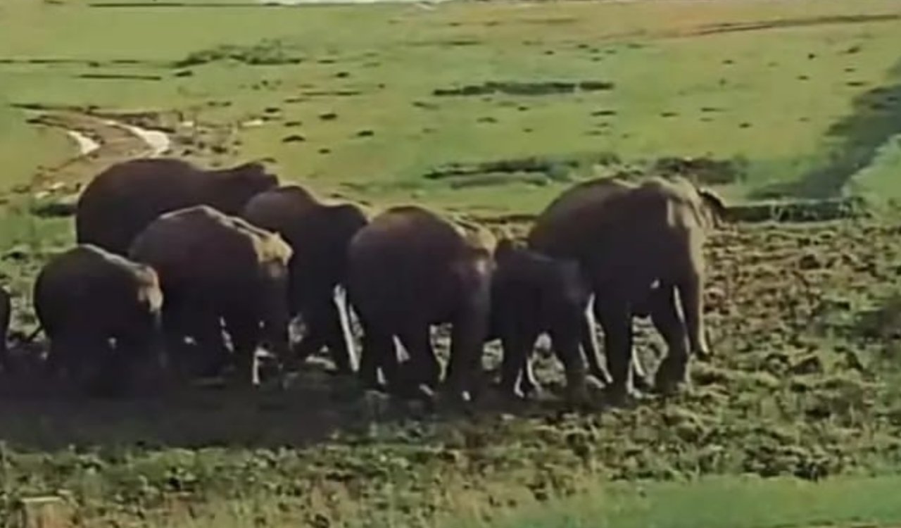 Wild elephants from the Baghaltava forest wreaked havoc, destroying the crops of several farmers.