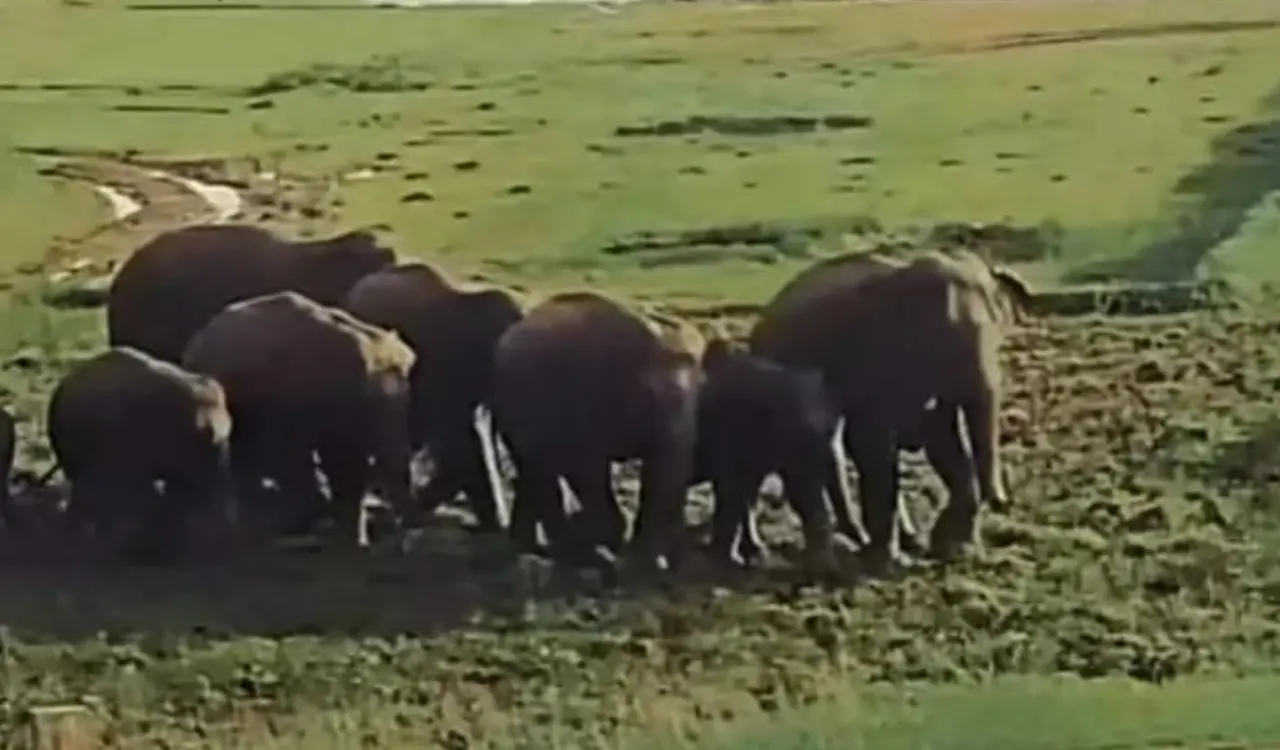 Wild elephants from the Baghaltava forest wreaked havoc, destroying the crops of several farmers.