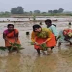 खेत में उतरीं विधायक पूर्णिमा दास साहू, ग्रामीण महिलाओं संग की धान रोपनी, ताजा हुईं बचपन की यादें MLA Purnima Das Sahu stepped into the fields.
