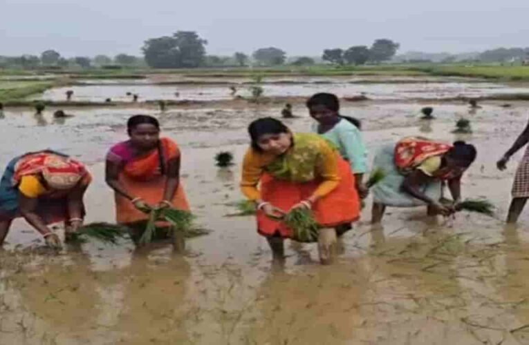खेत में उतरीं विधायक पूर्णिमा दास साहू, ग्रामीण महिलाओं संग की धान रोपनी, ताजा हुईं बचपन की यादें