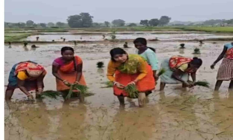 खेत में उतरीं विधायक पूर्णिमा दास साहू, ग्रामीण महिलाओं संग की धान रोपनी, ताजा हुईं बचपन की यादें