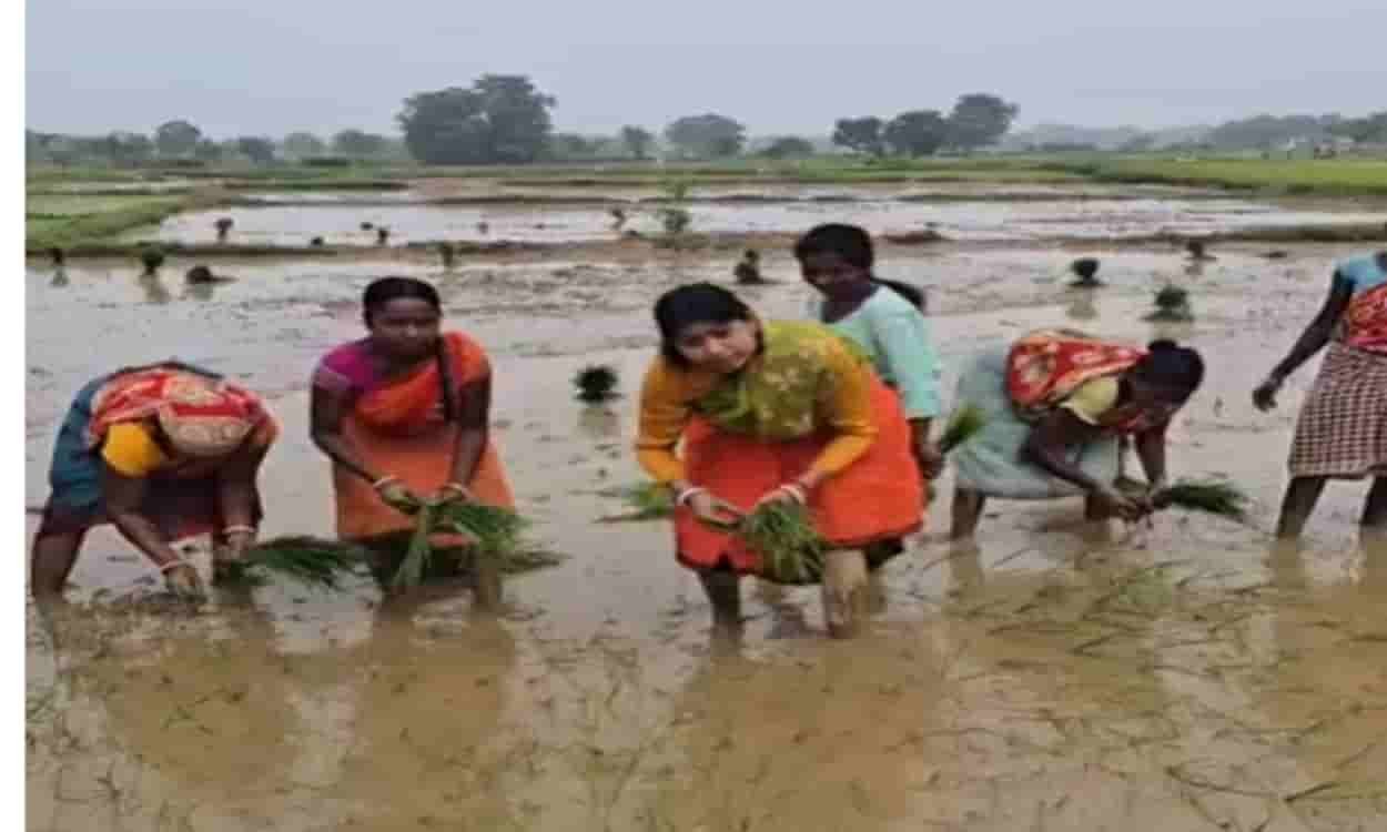 MLA Purnima Das Sahu stepped into the fields.