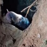 Wild elephant fell into a well in the dark.