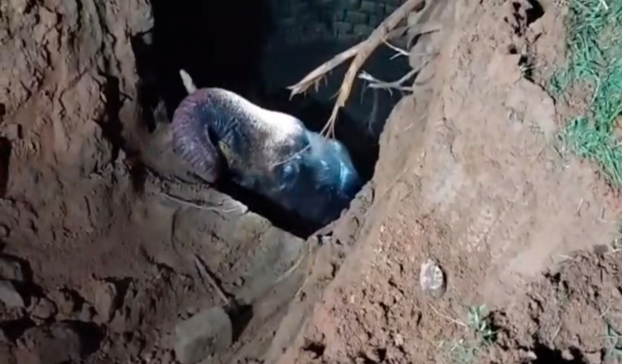 Wild elephant fell into a well in the dark.