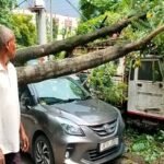 Massive tree crashes onto road after breaking through wall in Bokaro