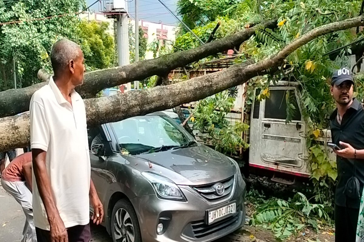 Massive tree crashes onto road after breaking through wall in Bokaro