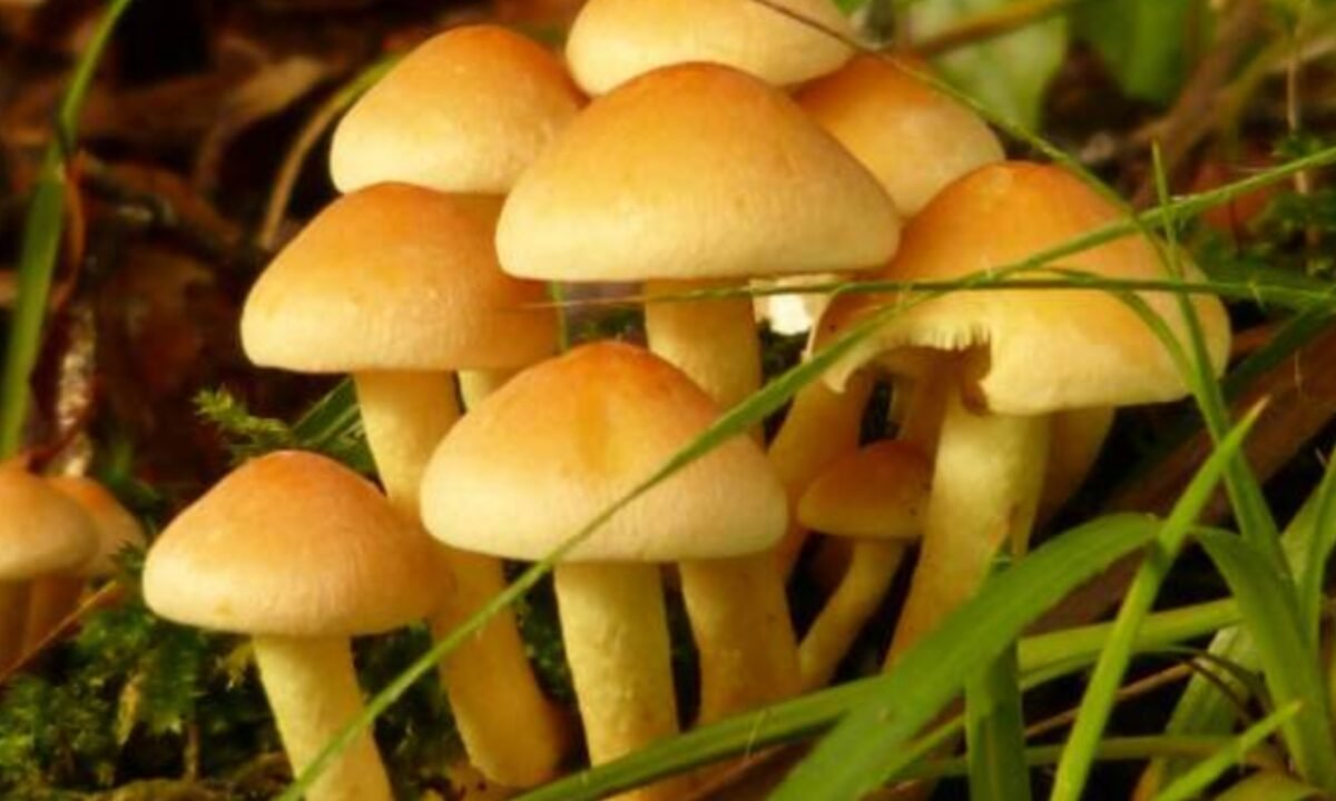 Six members of a family fell ill after eating wild mushrooms; four children and two women have been hospitalized.