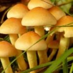 Six members of a family fell ill after eating wild mushrooms; four children and two women have been hospitalized.