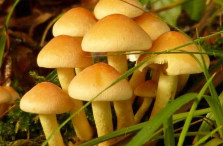 Six members of a family fell ill after eating wild mushrooms; four children and two women have been hospitalized.