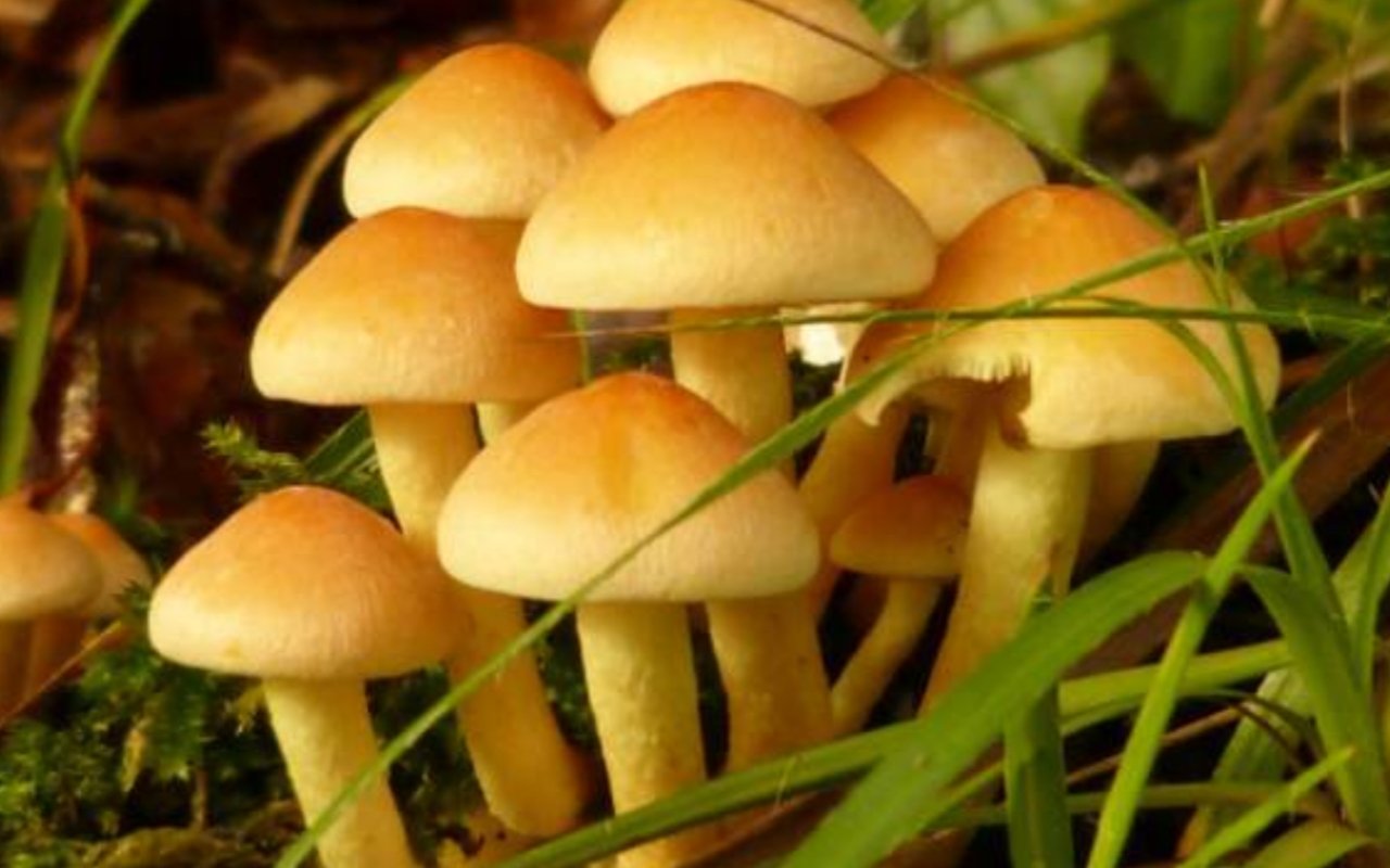 Six members of a family fell ill after eating wild mushrooms; four children and two women have been hospitalized.