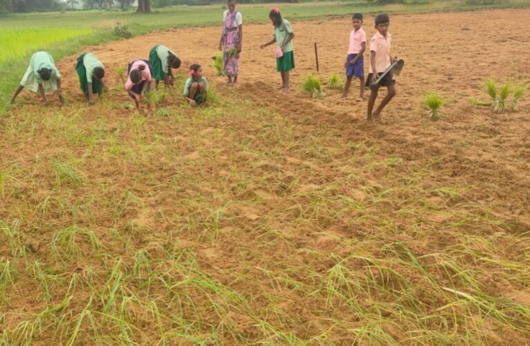 Children's future is being enriched through traditional agricultural knowledge; children in rural areas are learning farming techniques alongside their studies.