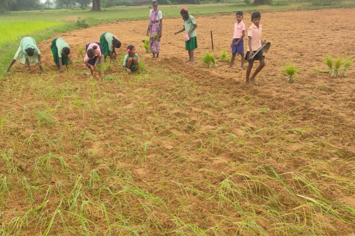 Children's future is being enriched through traditional agricultural knowledge; children in rural areas are learning farming techniques alongside their studies.