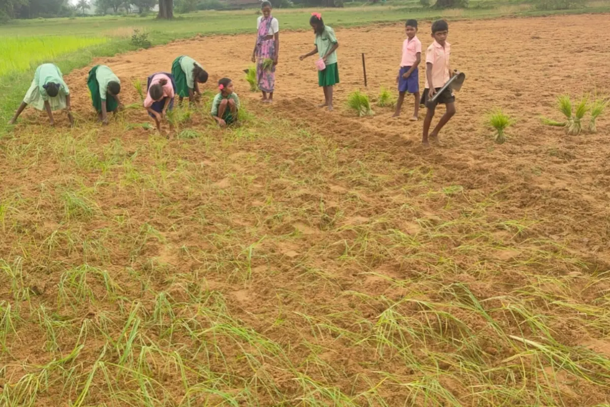 Children's future is being enriched through traditional agricultural knowledge; children in rural areas are learning farming techniques alongside their studies.