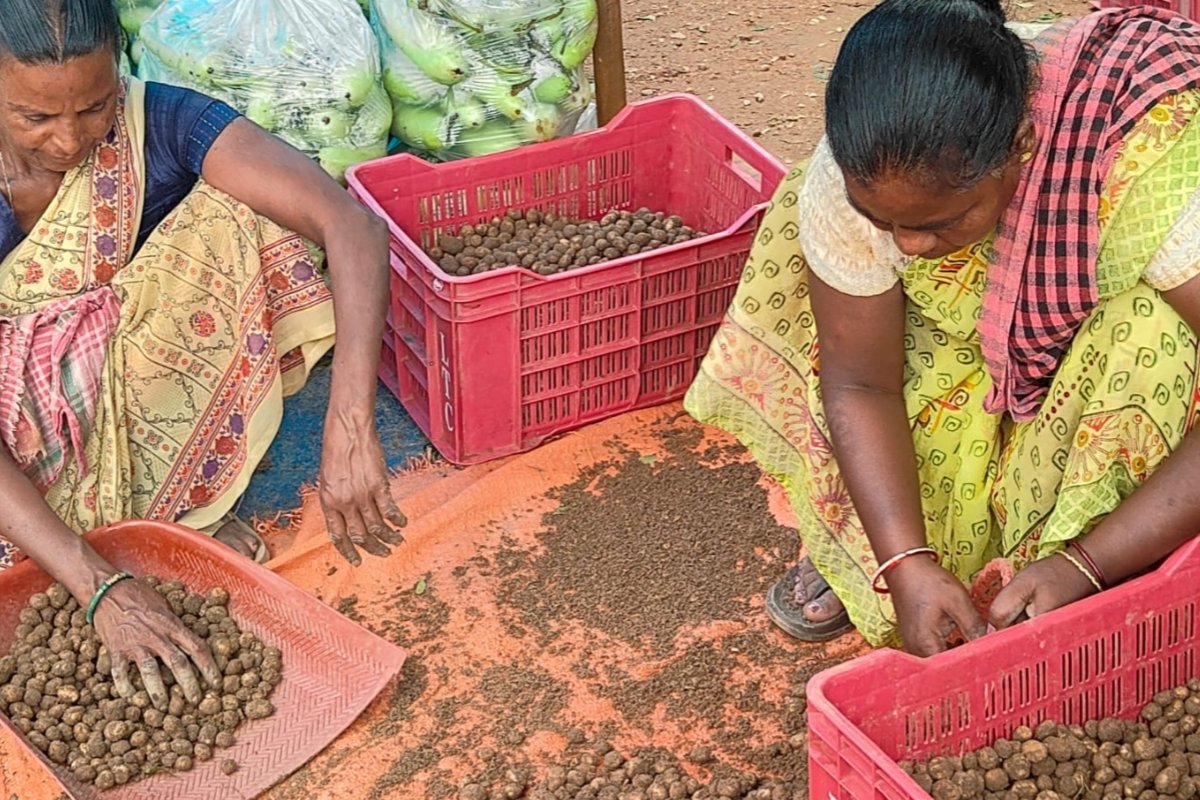 Flavors from the forests of Simdega become a source of income for villagers; demand rises for Putu, Rugda, Khukhdi, and bamboo shoots.