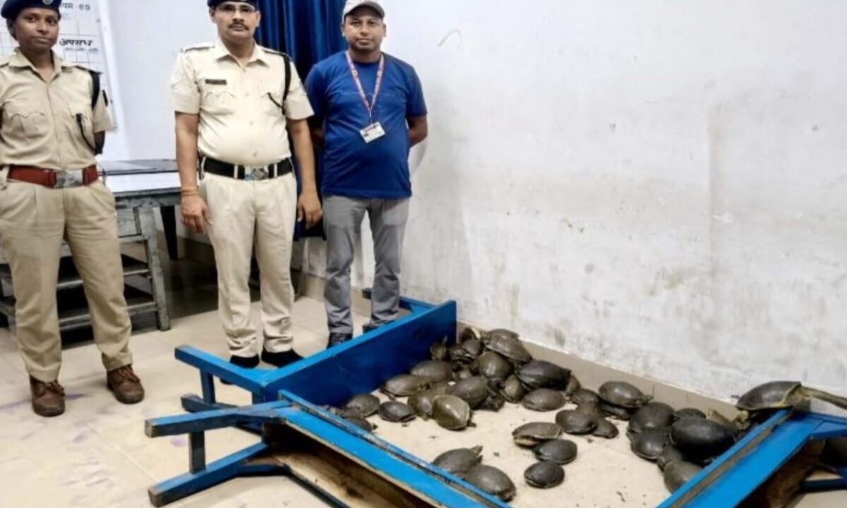 78 turtles recovered from the general coach of the Doon Express.