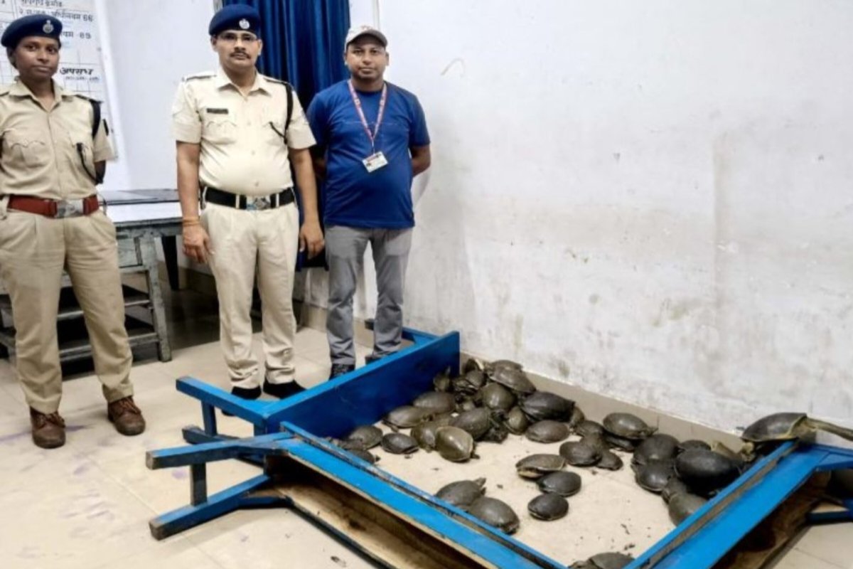 78 turtles recovered from the general coach of the Doon Express.