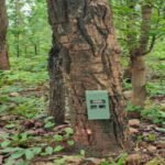 Panic in Garhwa's forests following signs of a tiger's presence.