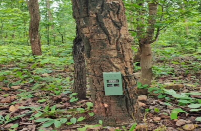 Panic in Garhwa's forests following signs of a tiger's presence.