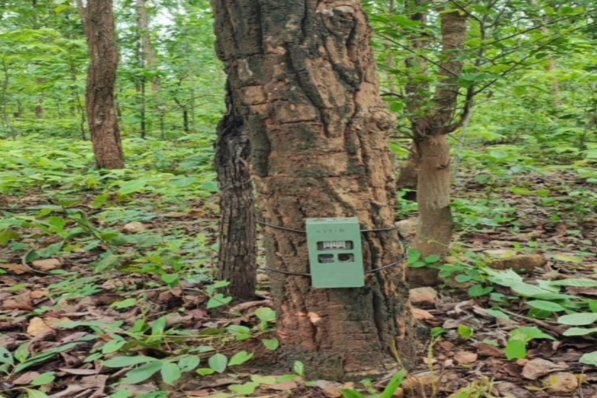 Panic in Garhwa's forests following signs of a tiger's presence.