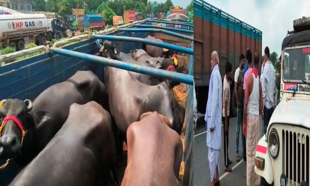 Dhanbad: Police intercept five vehicles loaded with cattle.