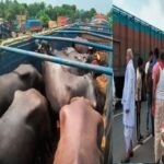 Dhanbad: Police intercept five vehicles loaded with cattle.